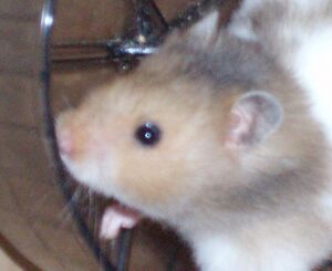 Hammy hamster icon.jpg