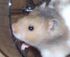 Hammy hamster icon.jpg