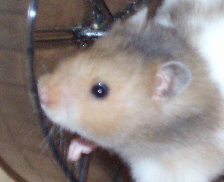 File:Hammy hamster icon.jpg