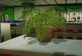 Dead rising potted plant small.jpg
