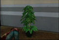 Dead rising plant.png