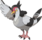 Pokemon 520Tranquill.png
