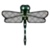 DogIsland commonhawkerdragonfly.png