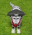 First, dress up your pet in some accessories. Try and use ones that match, such as this Pirate Hat and Bandana.