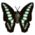 DogIsland greenbandedswallowtail.png