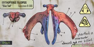 Bluetail Anatomy Poster.jpg