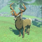 File:TotK Hyrule Compendium Mountain Buck.png