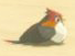 Sand Sparrow