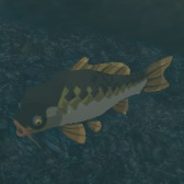 File:TotK Hyrule Compendium Mighty Carp.png
