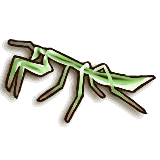File:TPHD Male Mantis Icon.png
