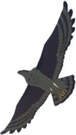 File:BotW Islander Hawk Model.png
