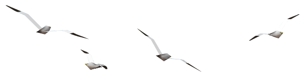 File:MM Seagull Model.png