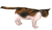 File:TP Link (Cat) Model.png