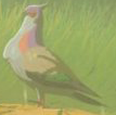 File:BotW Wood Pigeon Model.png