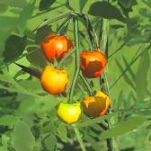 File:TotK Hyrule Compendium Hylian Tomato.png