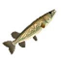 File:HWDE Hylian Pike Food Icon.png