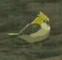 File:BotW Golden Sparrow Model.png