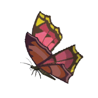 File:HWAoC Summerwing Butterfly Icon.png