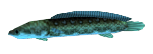Hylian Loach model from Ocarina of Time