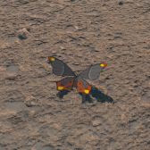 File:TotK Hyrule Compendium Smotherwing Butterfly.png