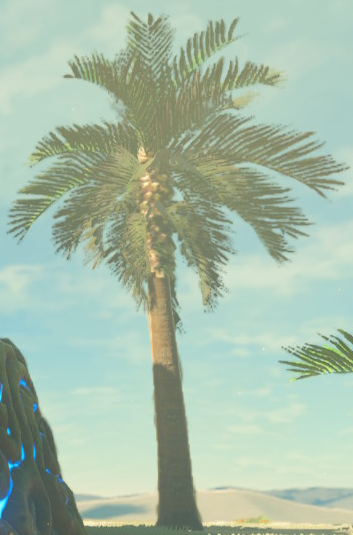 File:BotW Palm Tree Model 3.png
