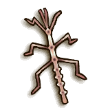 File:TPHD Female Phasmid Icon.png