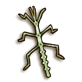 File:TPHD Male Phasmid Icon.png
