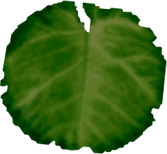 MM Lily-Pad Model.png