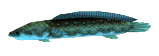 File:OoT Hylian Loach.png