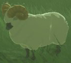 BotW Highland Sheep Model.png
