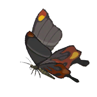 File:HWAoC Smotherwing Butterfly Icon.png
