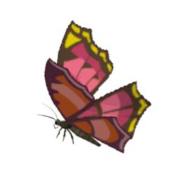 File:TotK Summerwing Butterfly Icon.png - Zelda Wiki