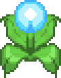 A Blue Pico Bloom