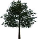 OoT3D Tree Model.png