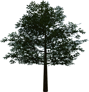 OoT3D Tree Model.png