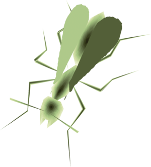 TP Male Ant Render.png