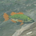 The Hyrule Bass in the Hyrule Compendium from Breath of the Wild