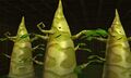 The Korok Trees in the Wind Temple in Hyrule Warriors Legends