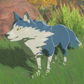 The Maraudo Wolf as it appears in the Hyrule Compendium from Breath of the Wild
