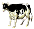 Artwork of a Cow from Ocarina of Time