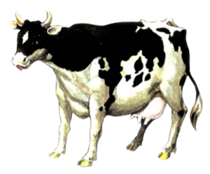 OoT Cow Artwork.png
