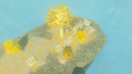 Sage's Will Treasure Chest