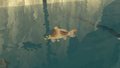 The Sanke Carp in the Hyrule Compendium from Tears of the Kingdom