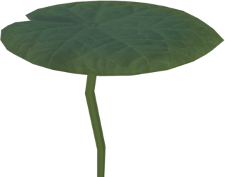 TotK Lily Pad Model.png