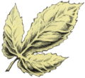 Artwork of a Golden Leaf from the The Legend of Zelda: Link's Awakening—Nintendo Player's Guide by Nintendo of America