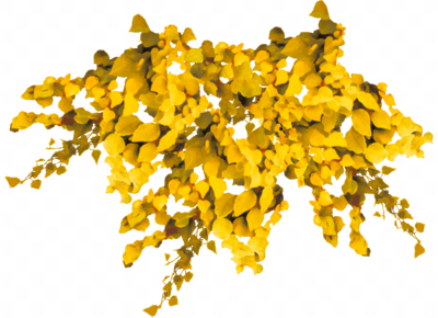 Carte Vine