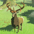 The Mountain Buck as it appears in the Hyrule Compendium from Breath of the Wild