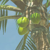 163 Palm Fruit