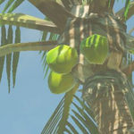 BotW Hyrule Compendium Palm Fruit.png