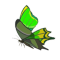 A Thunderwing Butterfly from Breath of the Wild